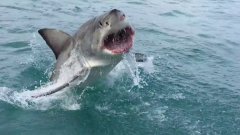 La mer Méditerranée est remplie de requins et leur nombre risque d’augmenter