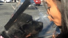 Cette ancienne chienne aveugle découvre sa propriétaire pour la première fois après une opération chirurgicale réussie
