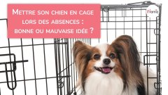 Mettre son chien en cage lors des absences : bonne ou mauvaise idée ?