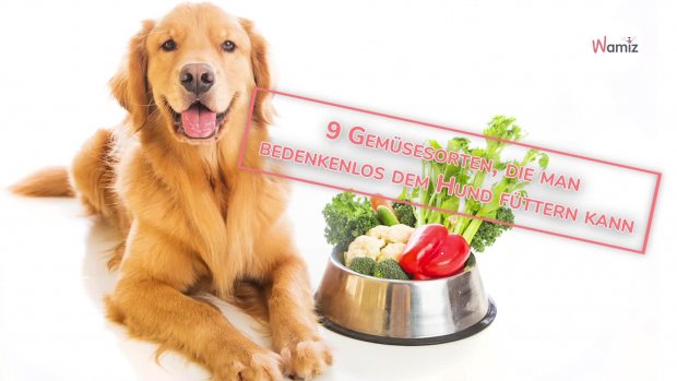 Omsorg Mechanics social Dürfen Hunde Champignons essen?