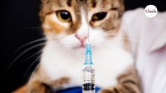 Covid-19 : doit-on aussi vacciner nos chiens et nos chats ?